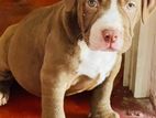 Amarican Bully Puppy