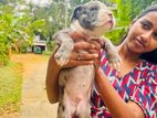 Amarican Bully Puppies