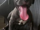 Amarican Bully