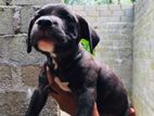 American Bully