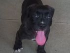 Amarican Bully Puppy
