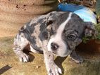 American Bully Puppy