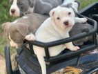 Amarican Bully Dogs