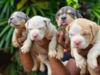 Amarican Bully Puppy