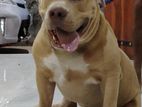 American Bully Dog