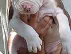 Amarican Bully Puppy