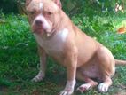 American Bully for Stud