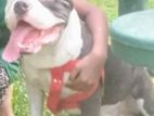 American Bully Male Dog