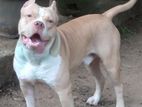 Amarican Bully Male Dog for Stud Service