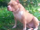 American Bully Male for Stud Service