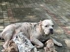 American Bully Mix German Shepherd Puppies