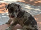 American Bully Mix German Shepherd Puppy