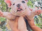 Amarican Bully Puppies