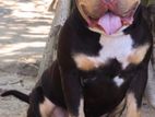 American Bully Puppies