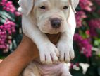American Bully Puppies
