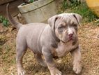 Amarican Bully Puppies
