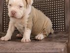 Amarican Bully Puppies