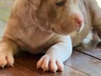 American Bully Puppies