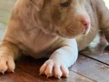 American Bully Puppies
