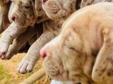 Amarican Bully Puppies