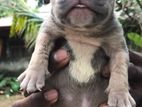 Amarican Bully Puppy