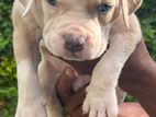 American Bully Puppy