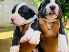Amarican Bully Puppies