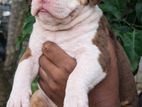 American Bully Puppy