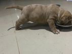 Amarican Bully Puppies