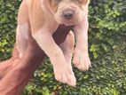 American Bully Puppies