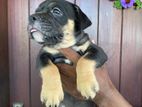 American Bully Puppies