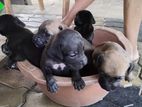 American Bully Ridgeback