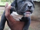 Amarican Bully Rottweilers Mix Puppies