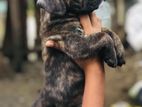 American Bully Puppies