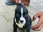 Amarican Bully Puppies