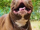 American Bully for Crossing