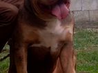amarican bully xl Dog for crossing