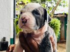Amarican Bully Xl Puppies