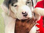 Amarican Bully Xl Puppies