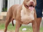American Bully XL