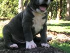 American Bully XL Puppy
