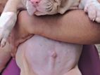 Amarican bully xl