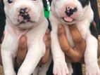 Amarican Bully Puppies