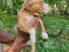 Amarican Bully Xl