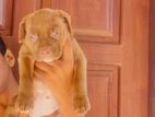 Amarican Bully XL Puppy