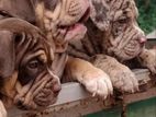Amarican Bully XL