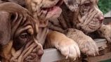 Amarican Bully XL