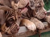 Amarican Bully XL