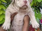 Amarican Bully XL