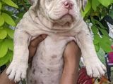 Amarican Bully XL
